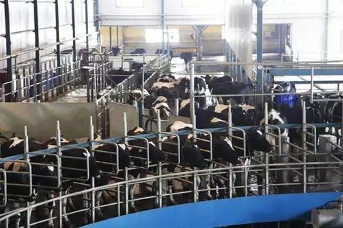 企业 君乐宝乳业集团让优质奶源成就优质奶产品
